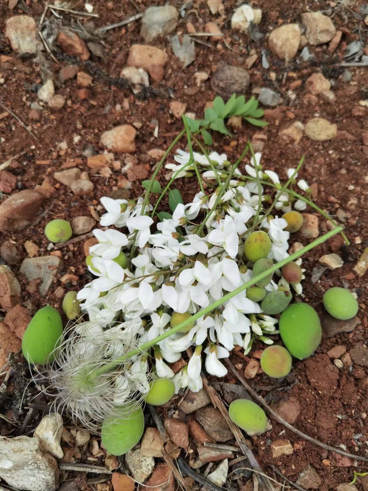 White wildflowers and green fruit on the ground